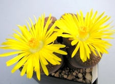 Lithops hookeri
